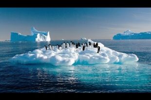 Chim cánh cụt (Pinguin) sống ở đâu? 4