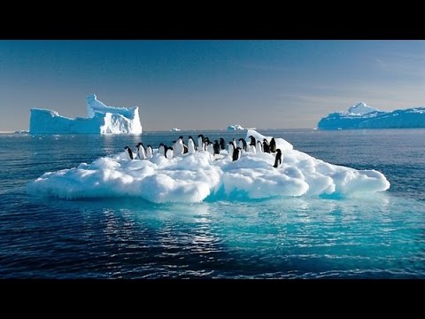 Chim cánh cụt (Pinguin) sống ở đâu? 4