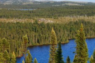 Người ta gọi vùng rừng vành đai Siberi là gì? 10