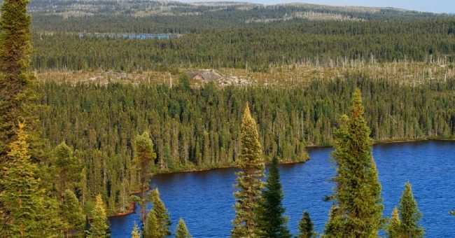 Người ta gọi vùng rừng vành đai Siberi là gì? 1