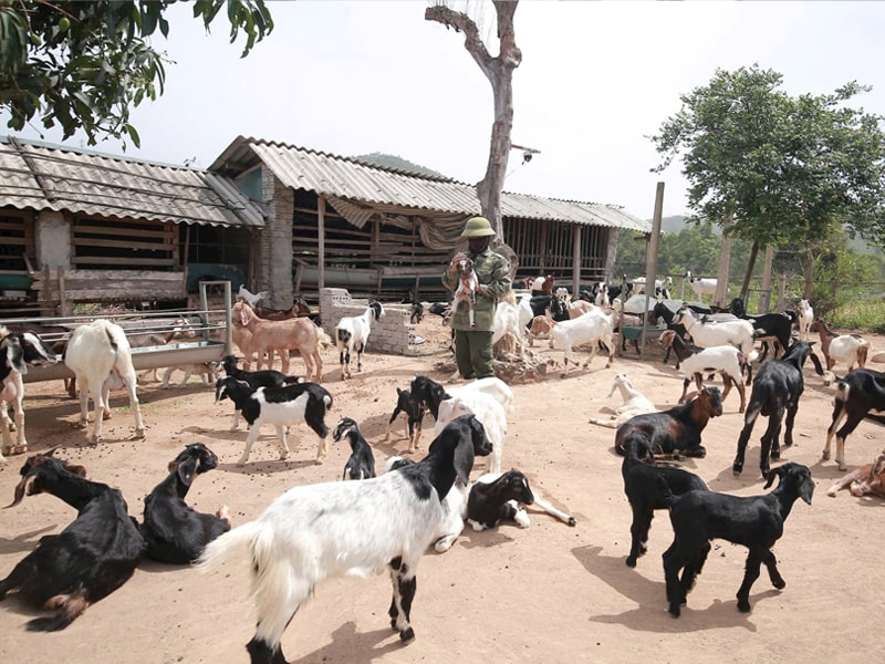 Học Nghề Chăn Nuôi Thú Y Ở Đâu Tốt Nhất Tại Nghệ An? 2 Học Nghề Chăn Nuôi Thú Y Ở Đâu Tốt Nhất Tại Nghệ An? 1