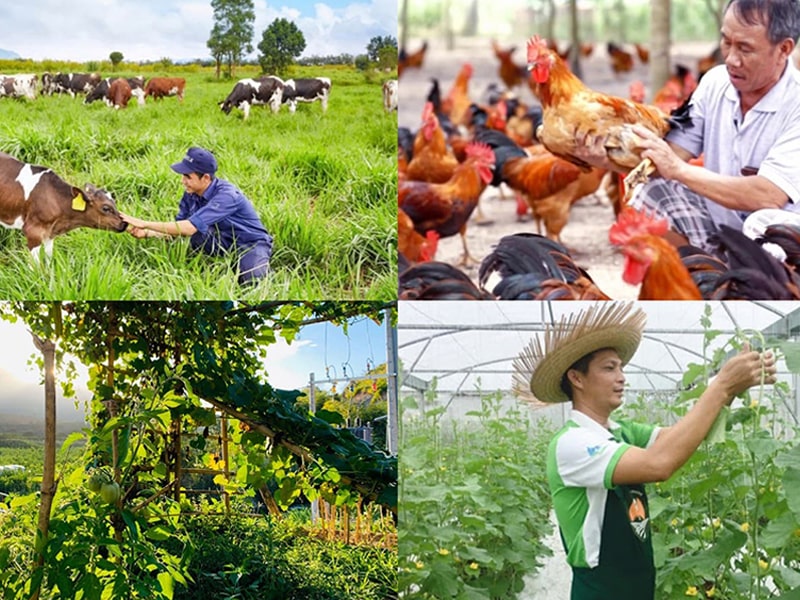 Học Nghề Chăn Nuôi Thú Y Ở Đâu Tốt Nhất Tại Nghệ An? 4 Học Nghề Chăn Nuôi Thú Y Ở Đâu Tốt Nhất Tại Nghệ An? 3