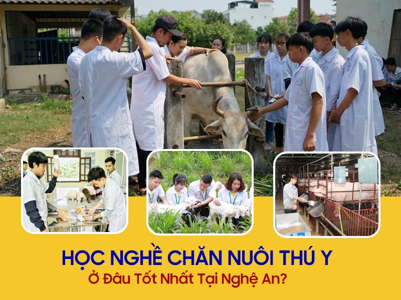 Học Nghề Chăn Nuôi Thú Y Ở Đâu Tốt Nhất Tại Nghệ An? 1 Học nghề chăn nuôi thú y tại Nghệ An