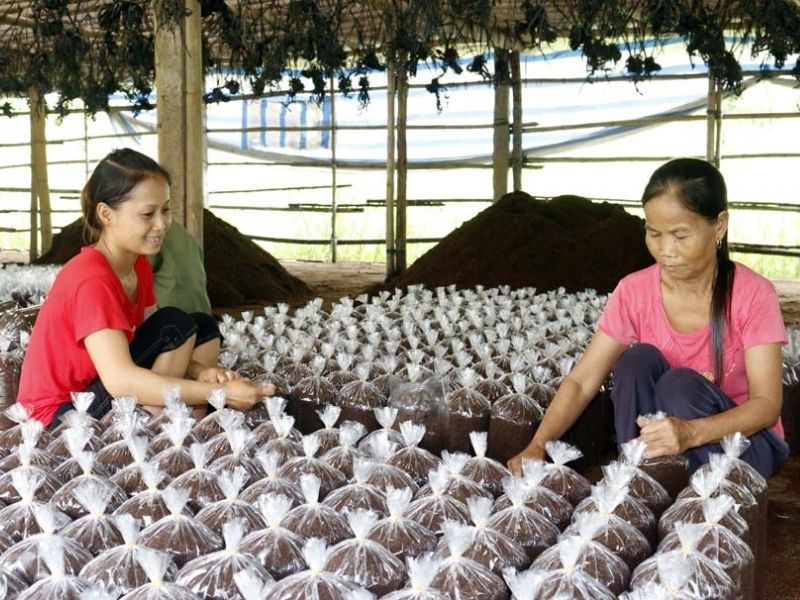 Trường Nào Dạy Nghề Trồng Nấm Tại Nghệ An Uy Tín? 2