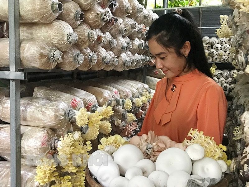 Trường Nào Dạy Nghề Trồng Nấm Tại Nghệ An Uy Tín? 1