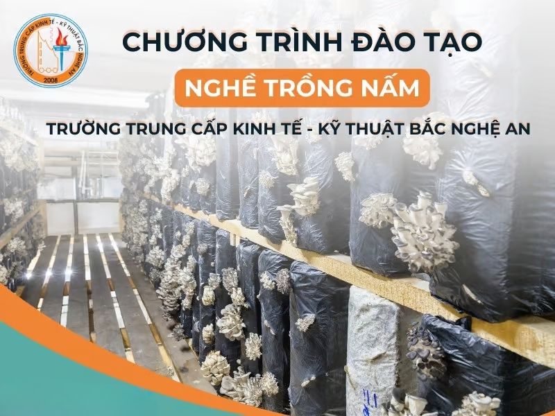 Trường Nào Dạy Nghề Trồng Nấm Tại Nghệ An Uy Tín? 3