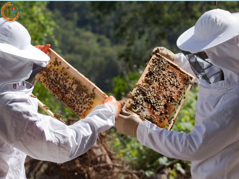 Trường Nào Dạy Nghề Nuôi Ong Tốt Nhất Nghệ An? 3