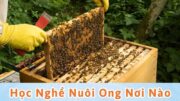 nghề nuôi ong