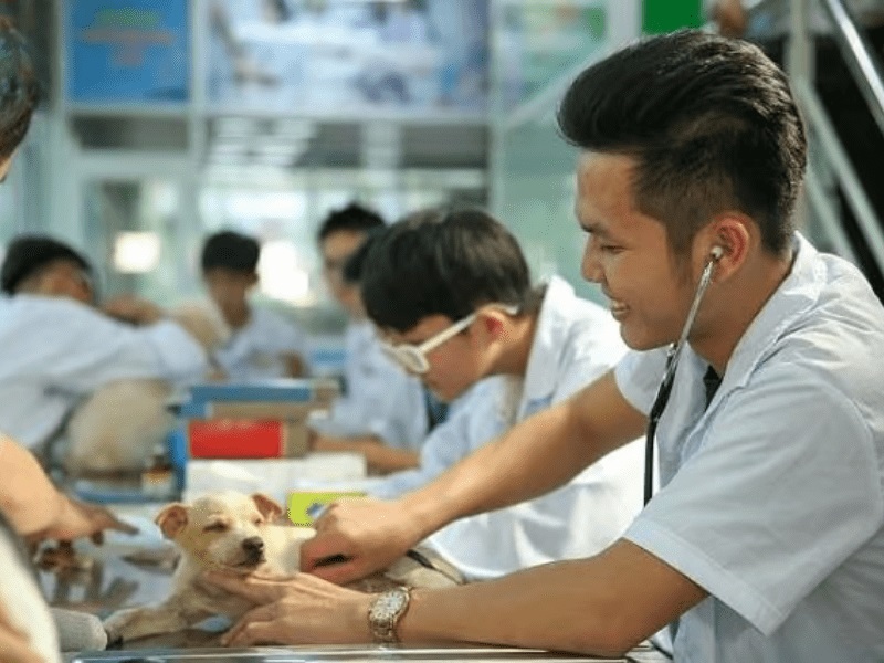 Top 5 Trường Dạy Nghề Thú Y Uy Tín Ở Nghệ An 2